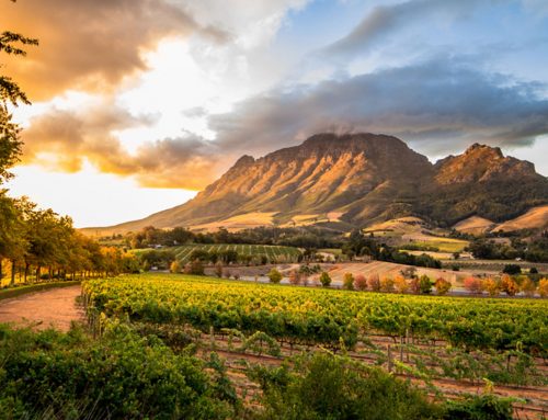 Winelands and Garden Route Discovery