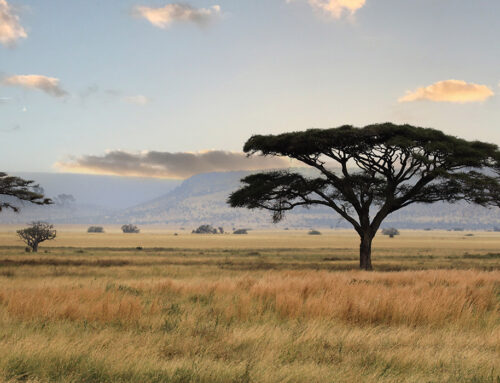 Southern Tanzania Splendour