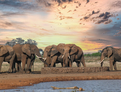 Tanzania Paradise