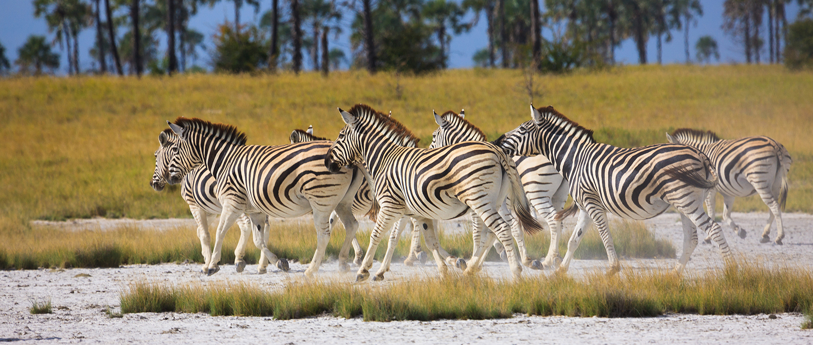 Sense of Africa - Botswana Tours
