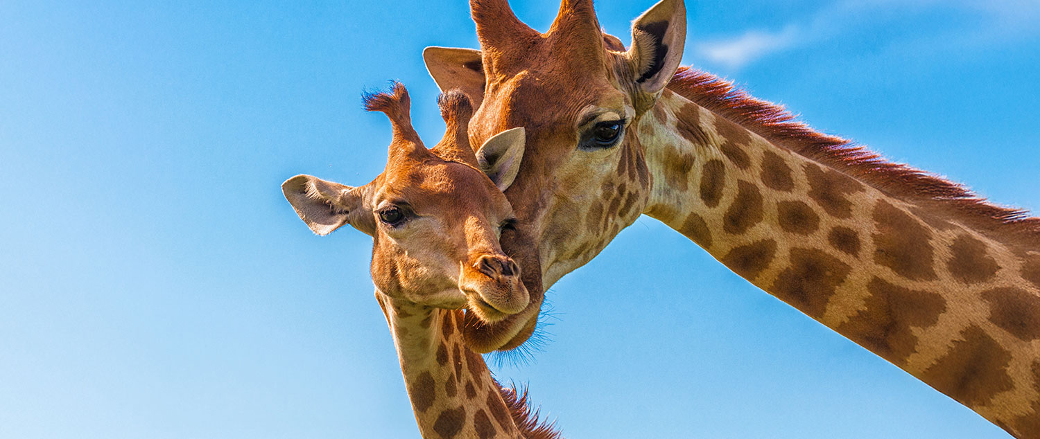 Sense of Africa - Namibia Tours